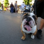 The Bulldog Days of Summer